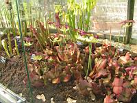 Sarracenia Purpurea (fam Sarraceniacees) (carnivore) (sud est des USA) (02) (Photo F. Mrugala)